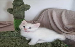 Ragdoll cats for sale: Ragdoll kittens  - Image 7