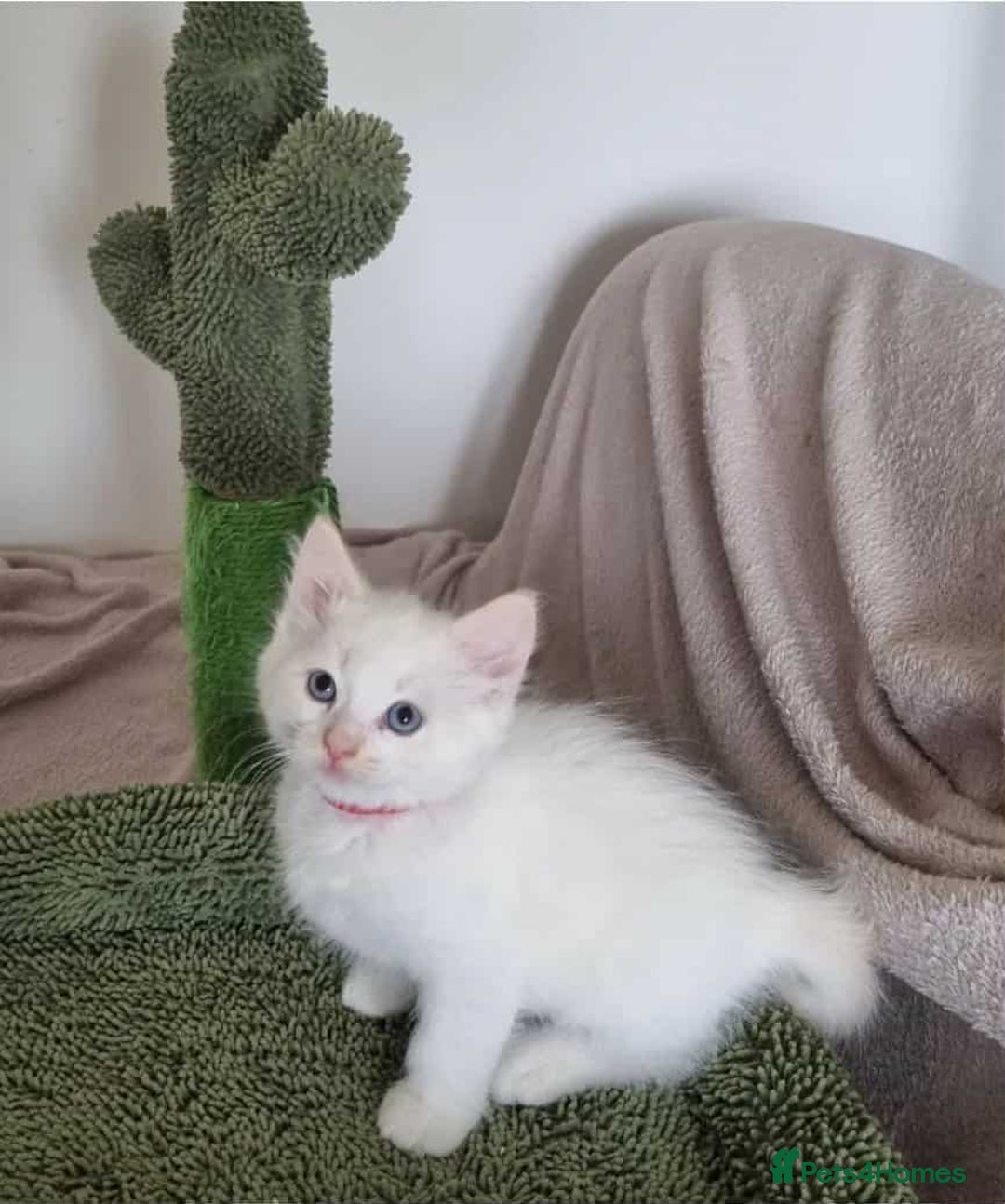 Ragdoll cats for sale: Ragdoll kittens  - Image 7