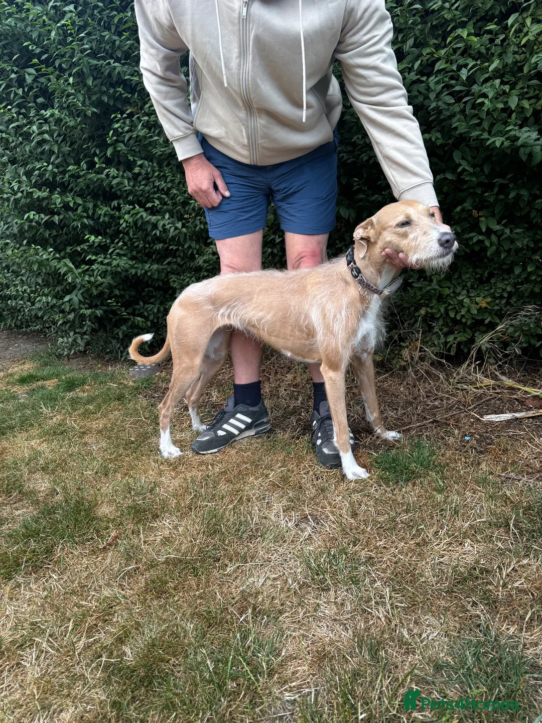Lurcher dogs for sale: Mable - Advert 10