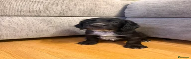Podge