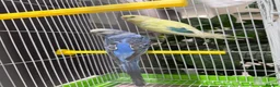 Budgerigars birds for sale: Few pair of budgies with cage  - Advert 15