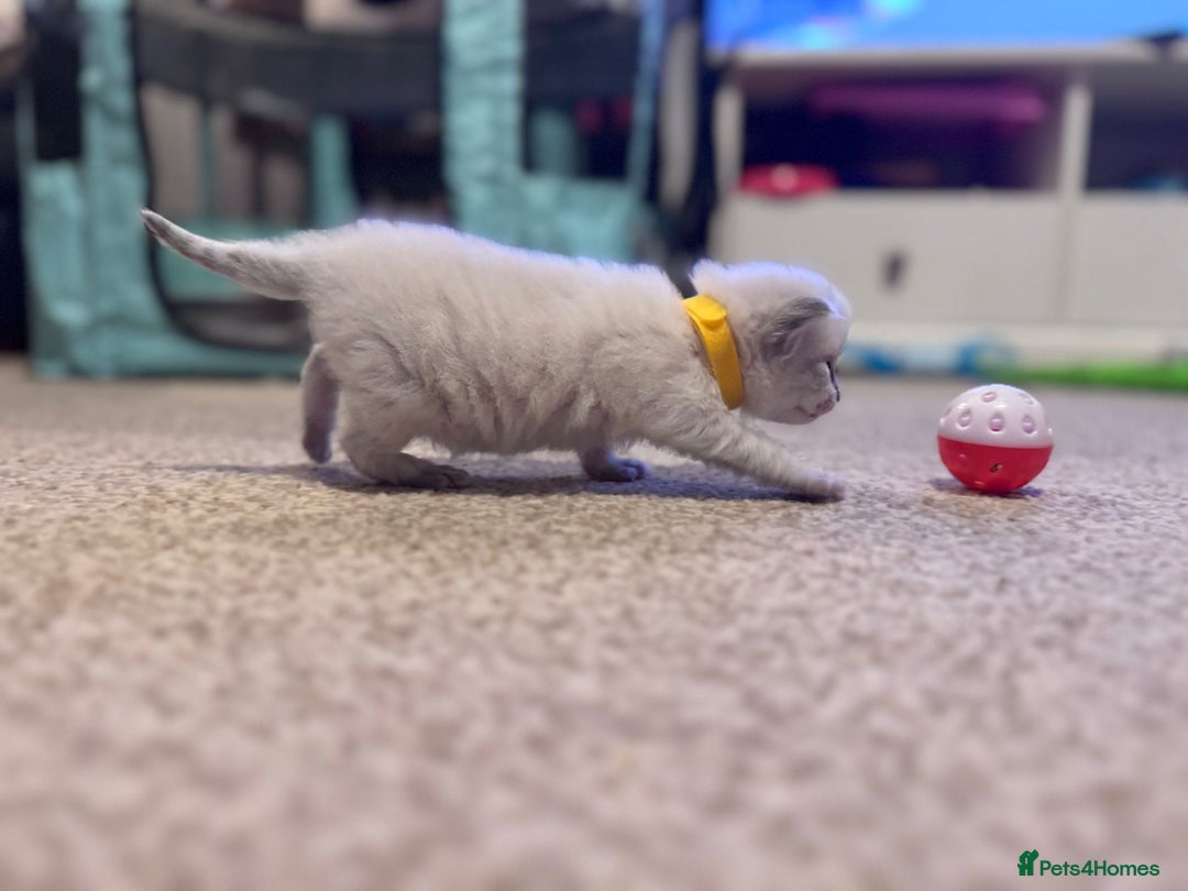 Ragdoll cats for sale: Absolutely stunning Ragdoll kittens for sale - Image 5