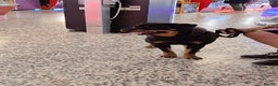 Rottweiler dogs for sale: Beautiful rottweiler pups - Advert 4