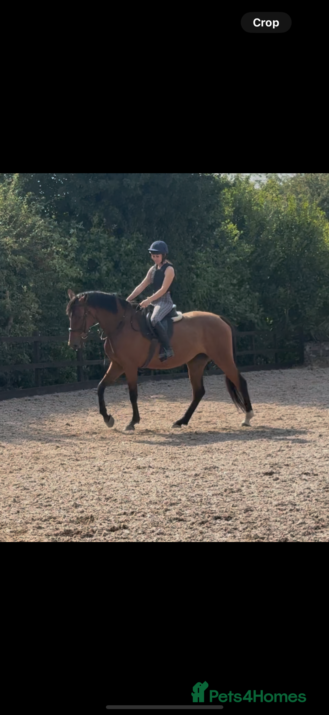 Irish Sports horses for sale: big beautiful bay 🥰 - Image 12