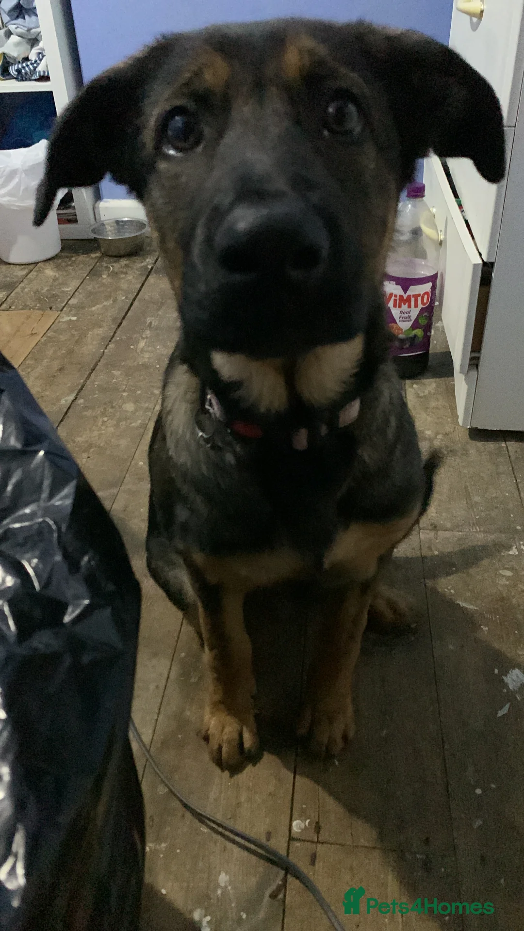 Mixed Breed dogs for sale: Sky female - Advert 9