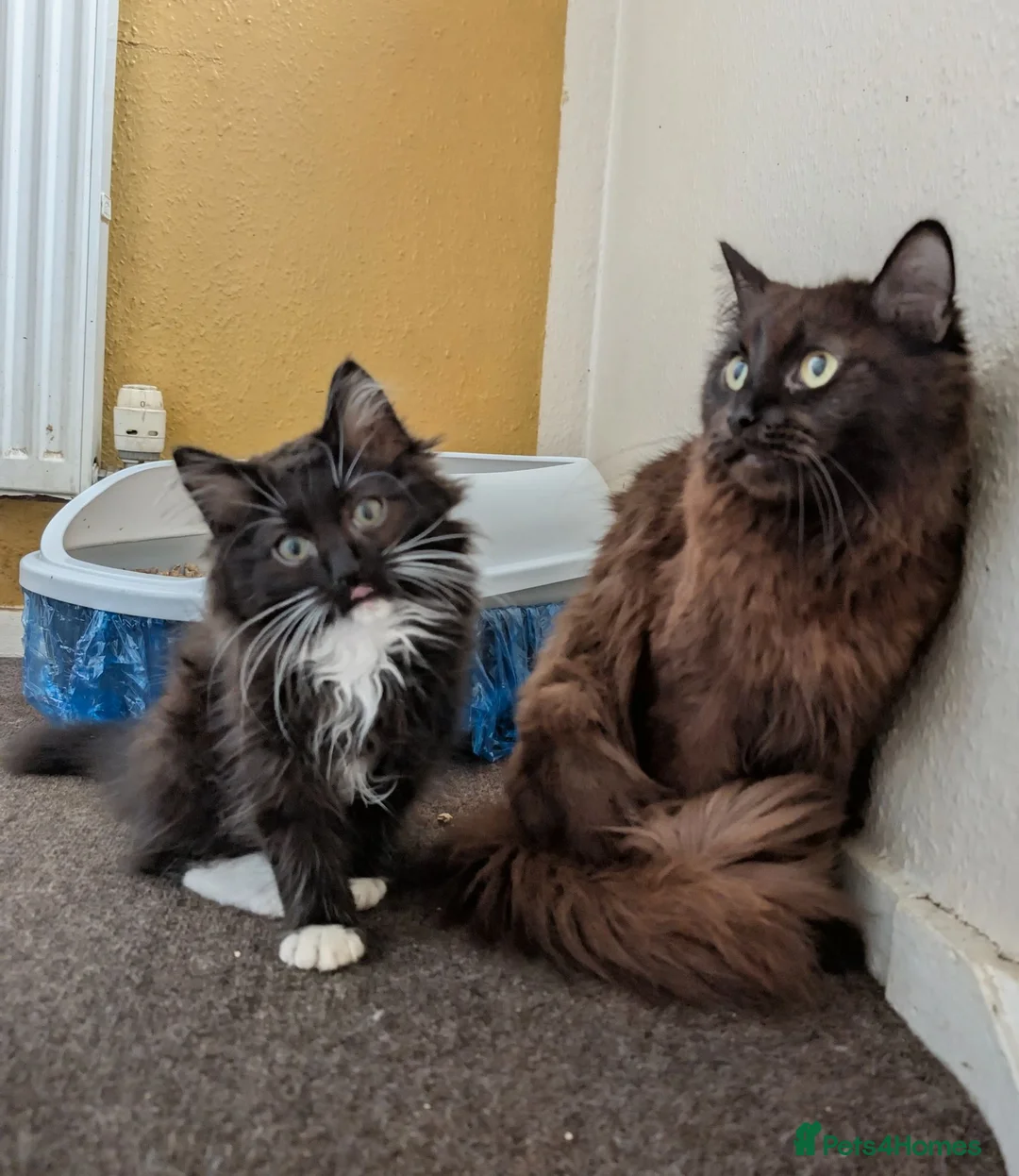 Ragdoll cats for sale: Gorgeous Fluffy Tuxedo Ragdoll Boy  - Advert 11