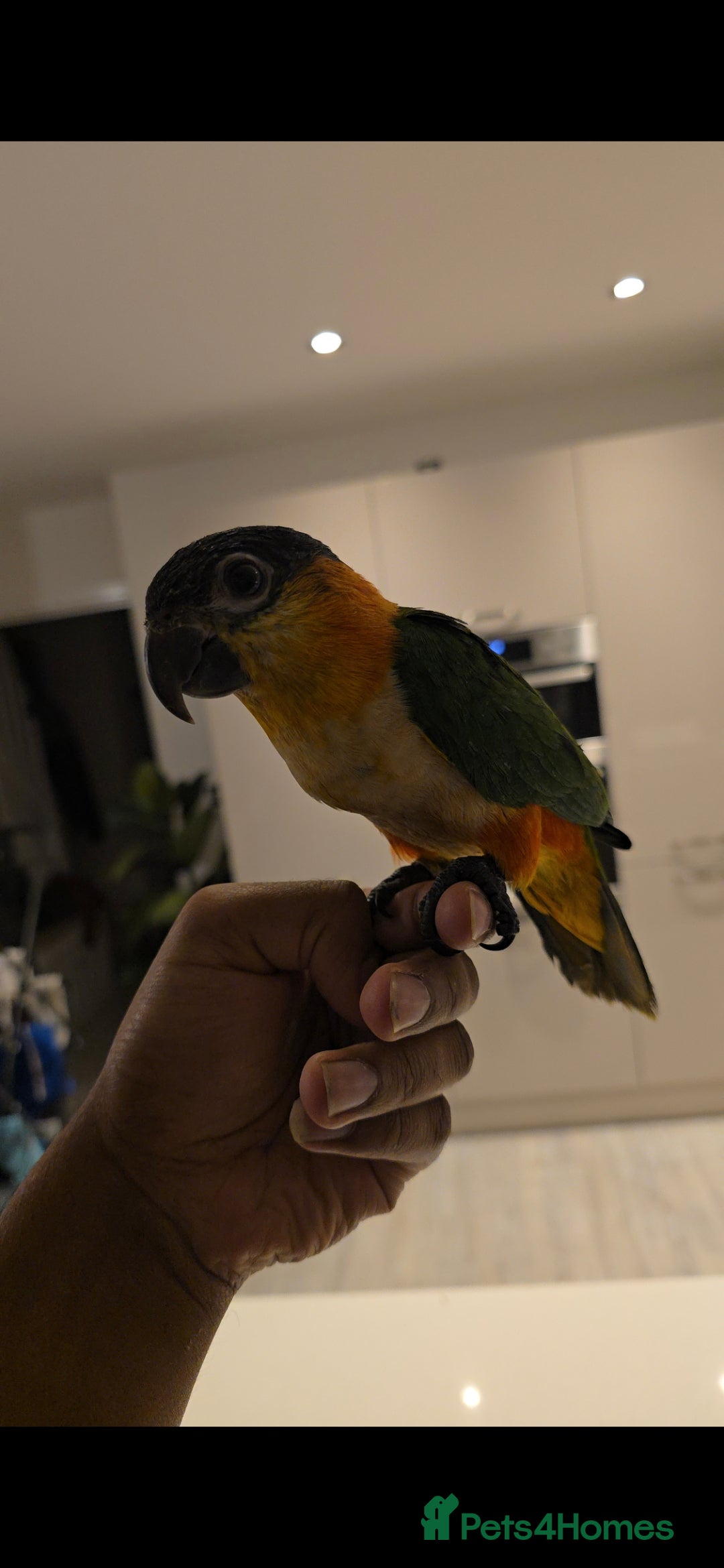 Parrots birds for sale: black headed Caiques hand reared babies  - Advert 3
