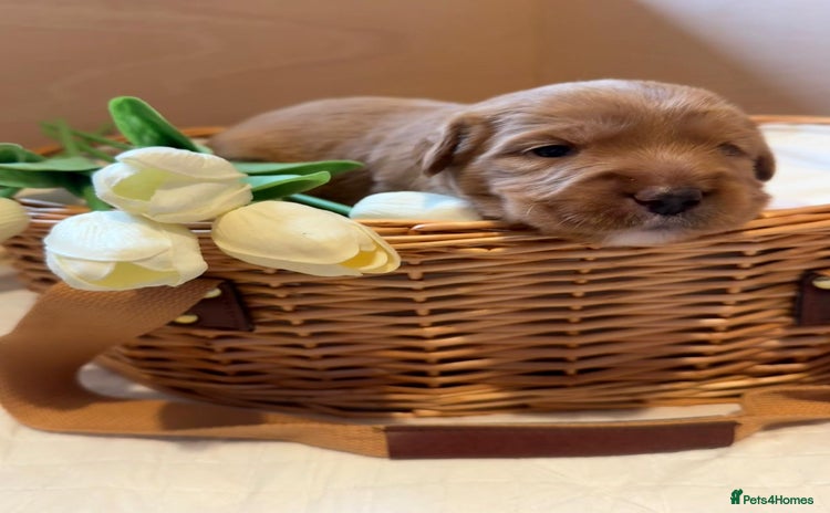 Australian Labradoodle dogs - Advert 1