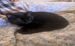 Mixed Breed cats for sale: Our beautiful binx for rehoming  - Image 5