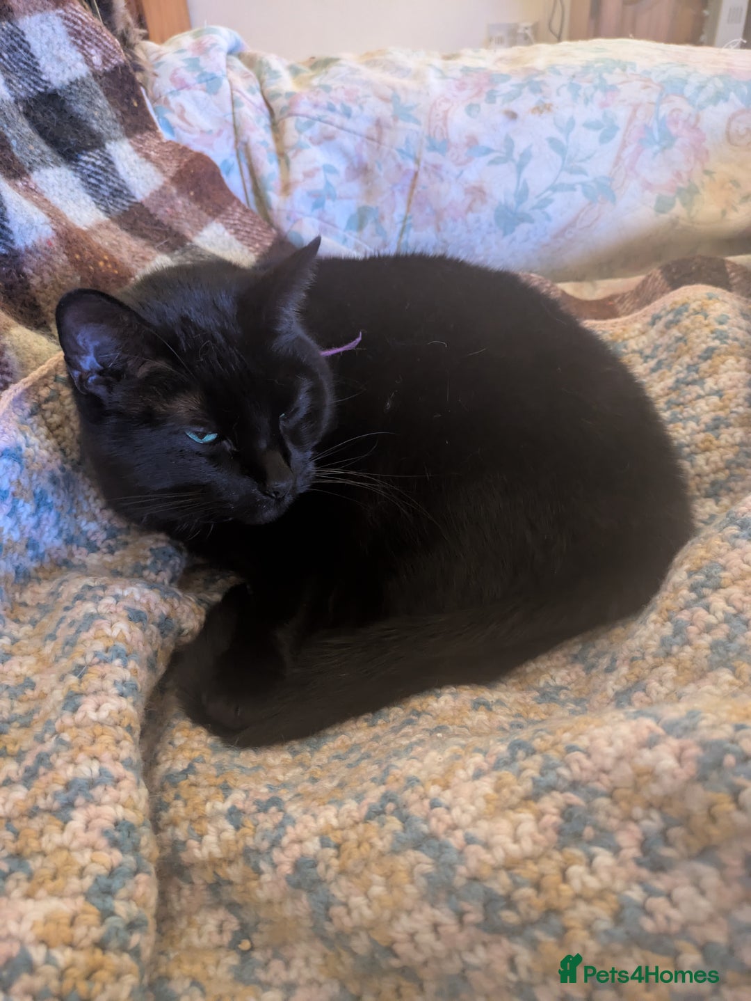 Mixed Breed cats for sale: Our beautiful binx for rehoming  - Image 5