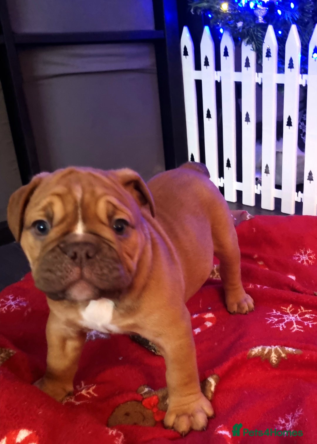 Olde English Bulldogge dogs for sale: BUYER PULL OUT LAST MALE REDUCED!!!! - Advert 3