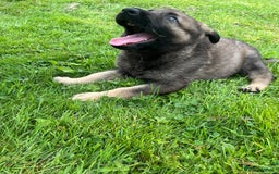 German Shepherd dogs for sale: German Shepherd Pups  - Image 37