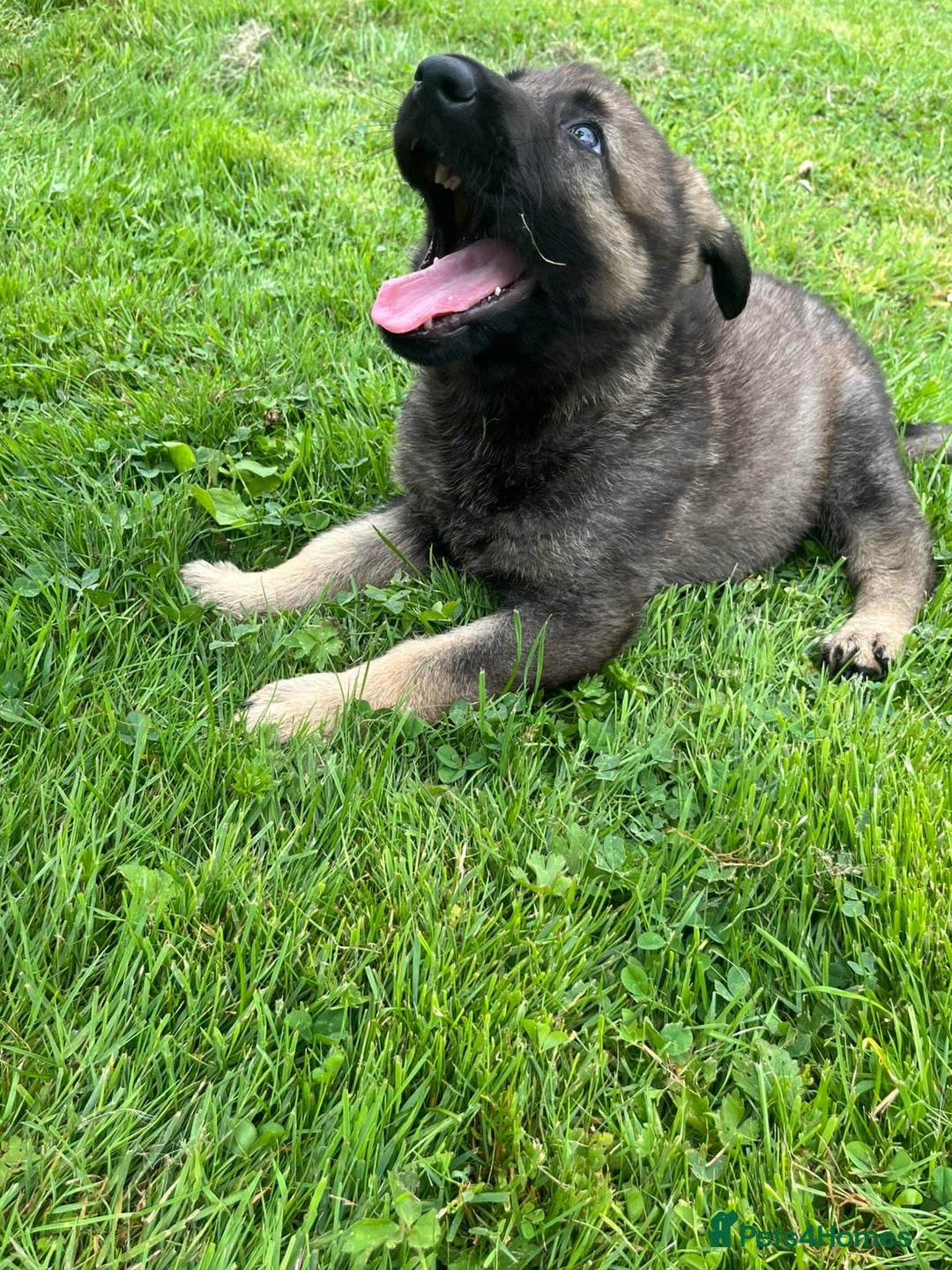 German Shepherd dogs for sale: German Shepherd Pups  - Image 37