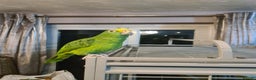 Parrots birds for sale: 6 year old talking parrot  - Advert 3