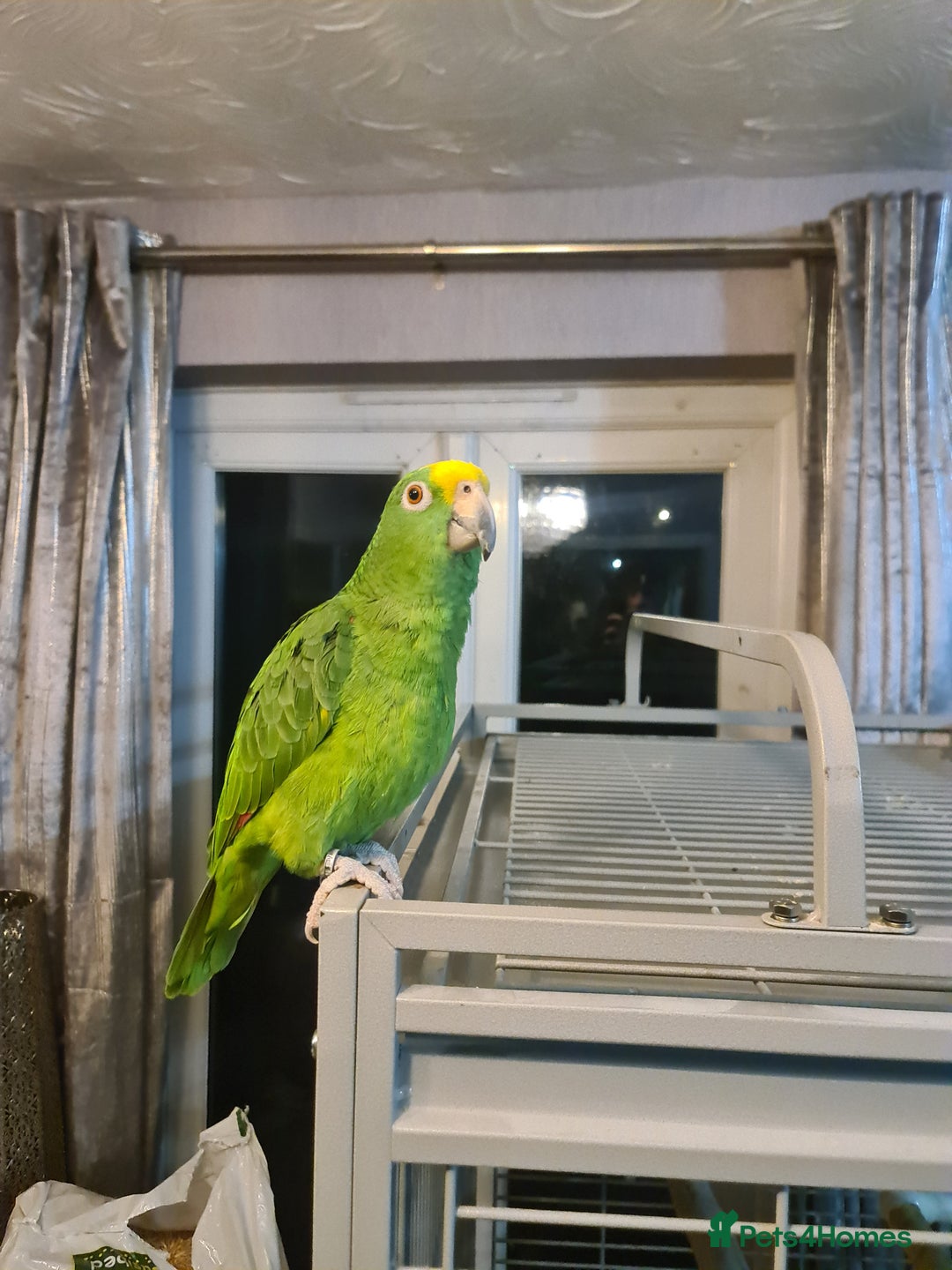 Parrots birds for sale: 6 year old talking parrot  - Advert 3