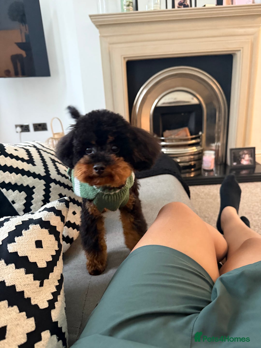 Toy Poodle dogs for sale: Toy poodle - Advert 3