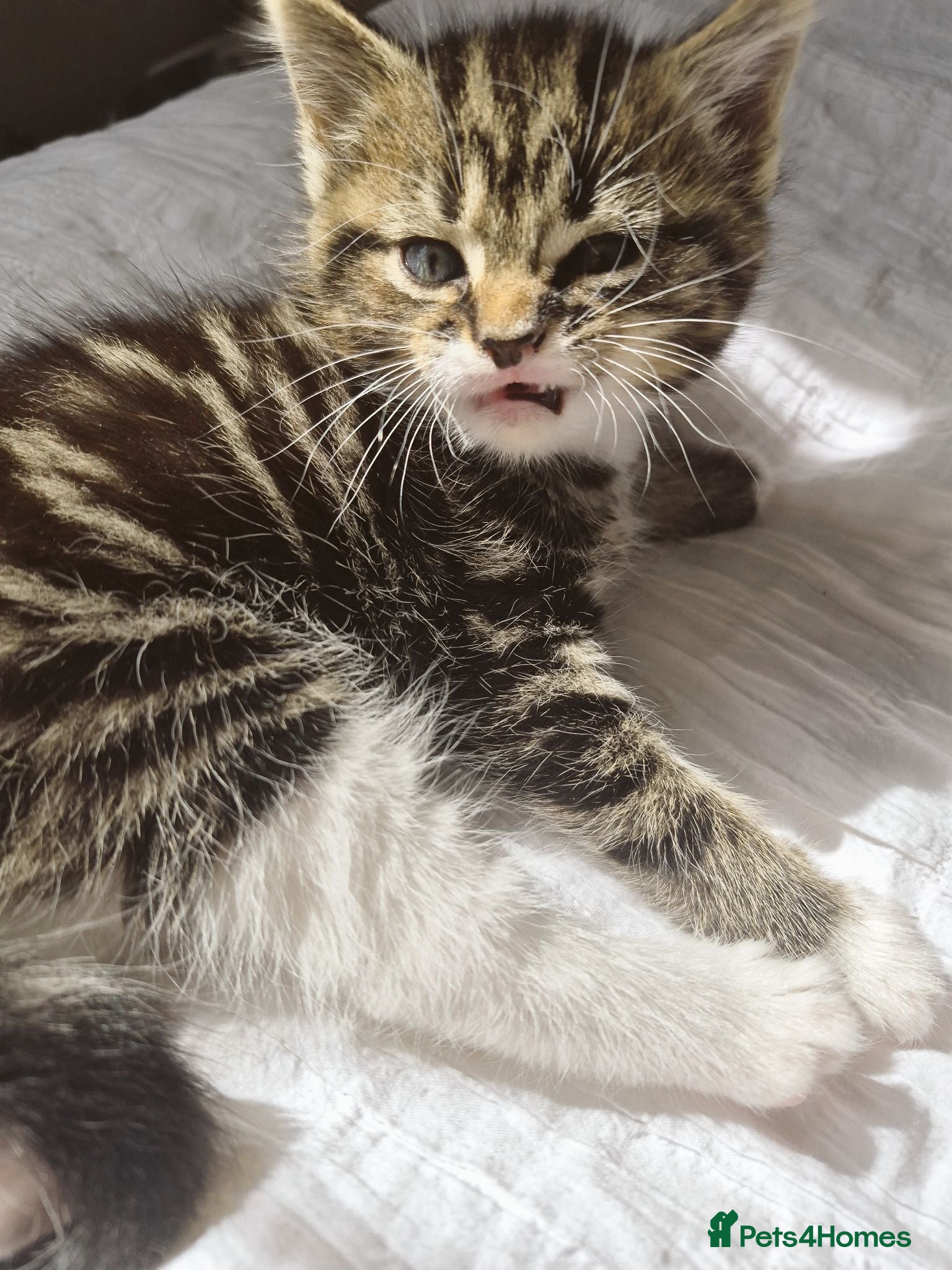 Domestic Shorthair cats One kitten looking for a forever home  - Advert 1