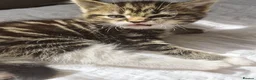 Domestic Shorthair cats for sale: One kitten looking for a forever home  - Advert 1