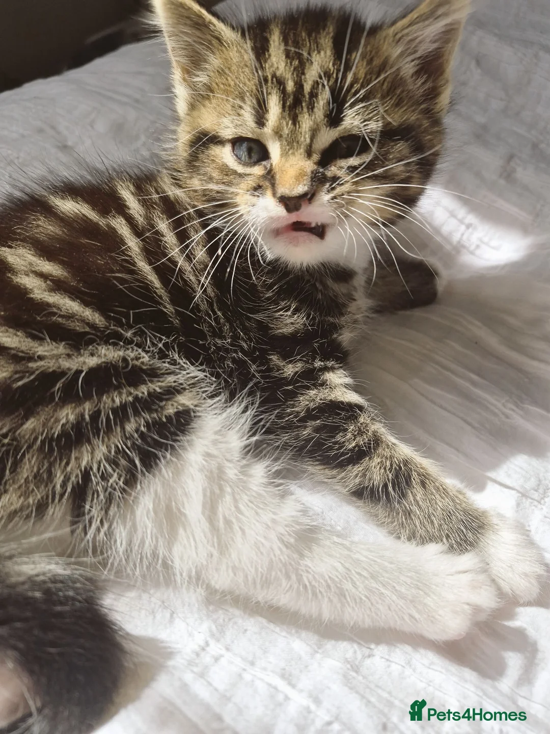 Domestic Shorthair cats for sale: One kitten looking for a forever home  - Advert 1