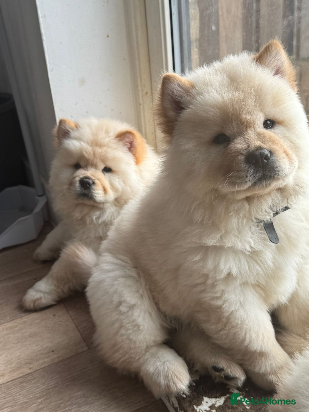 Chow Chow dogs for sale: Miss chow chow mummy  - Advert 15