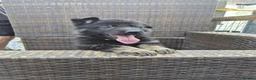 German Shepherd dogs for sale: Beautiful German Shepherd Pups  - Advert 3