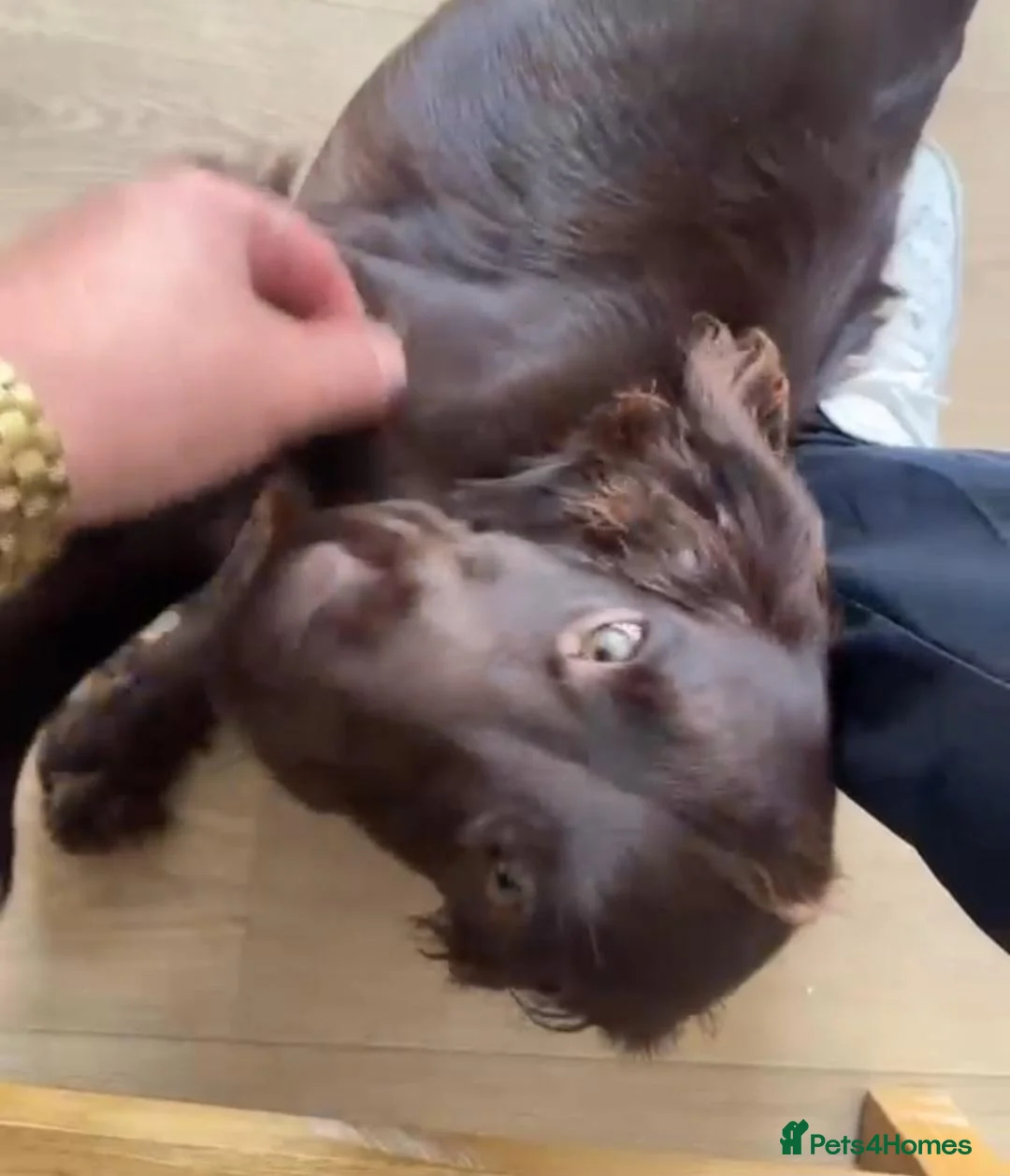 Sprocker dogs for sale: Bella - Advert 2