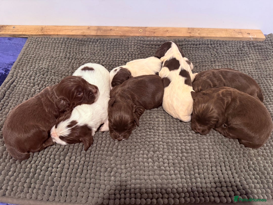 Sprocker dogs for sale: Sprocker spaniel puppies  - Advert 5