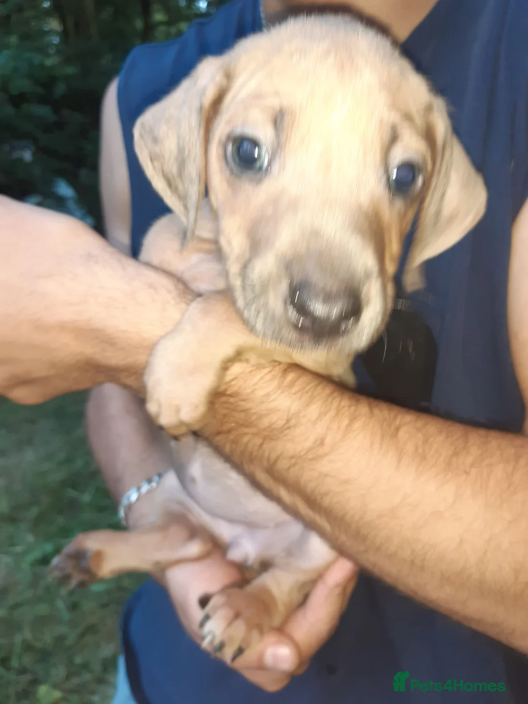 Rhodesian Ridgeback dogs for sale: 🦁RHODESIAN RIDGEBACKS PUPPIES🦁  - Advert 2