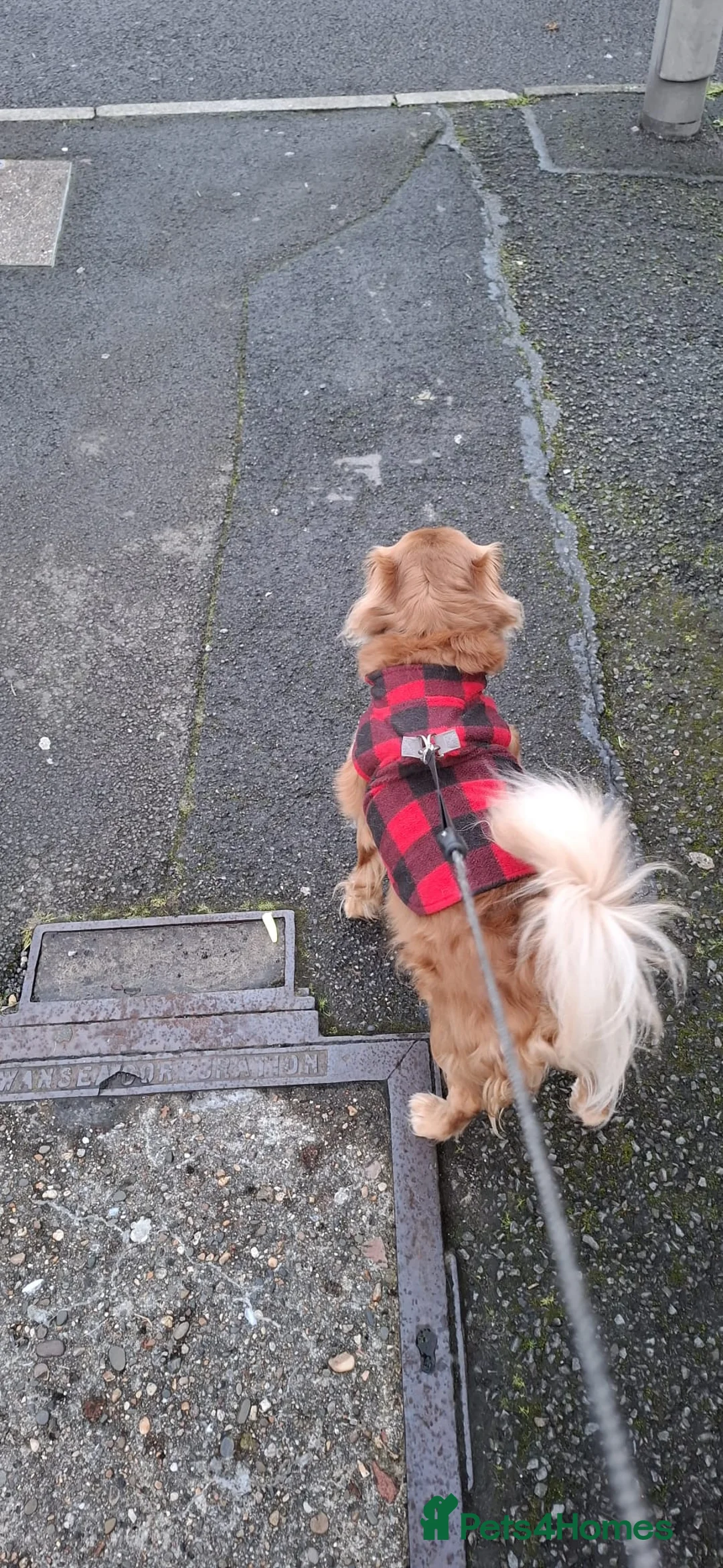 Cavapoochon dogs for stud: Cavapoochon Stud Dog - Advert 4