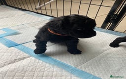 Mixed Breed dogs for sale: 3/4 patterdale 1/4 staffy x cavapoo pups - Image 17
