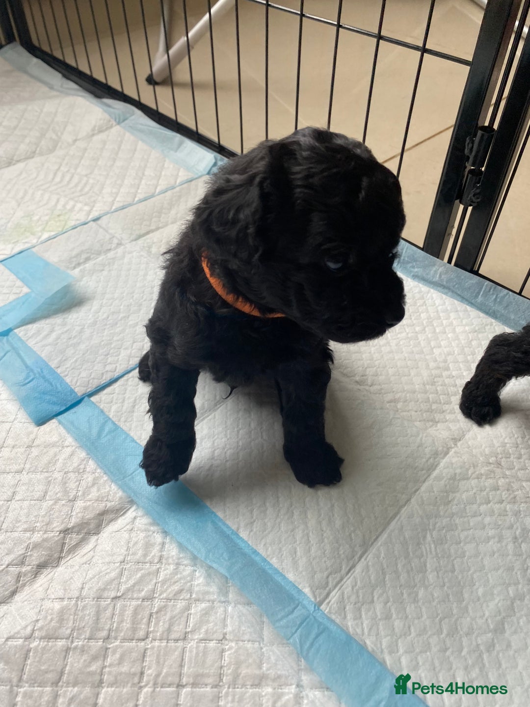 Mixed Breed dogs for sale: 3/4 patterdale 1/4 staffy x cavapoo pups - Image 17
