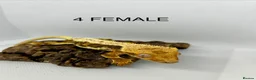Gecko reptiles for sale: CRESTED GECKOS FOR SALE MALE AND FEMALE - Advert 4