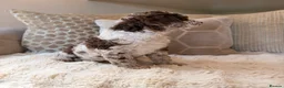 Cockapoo dogs for sale: ** RARE F1B CHOC MERLE & CREAM COCKAPOOS **  - Advert 10