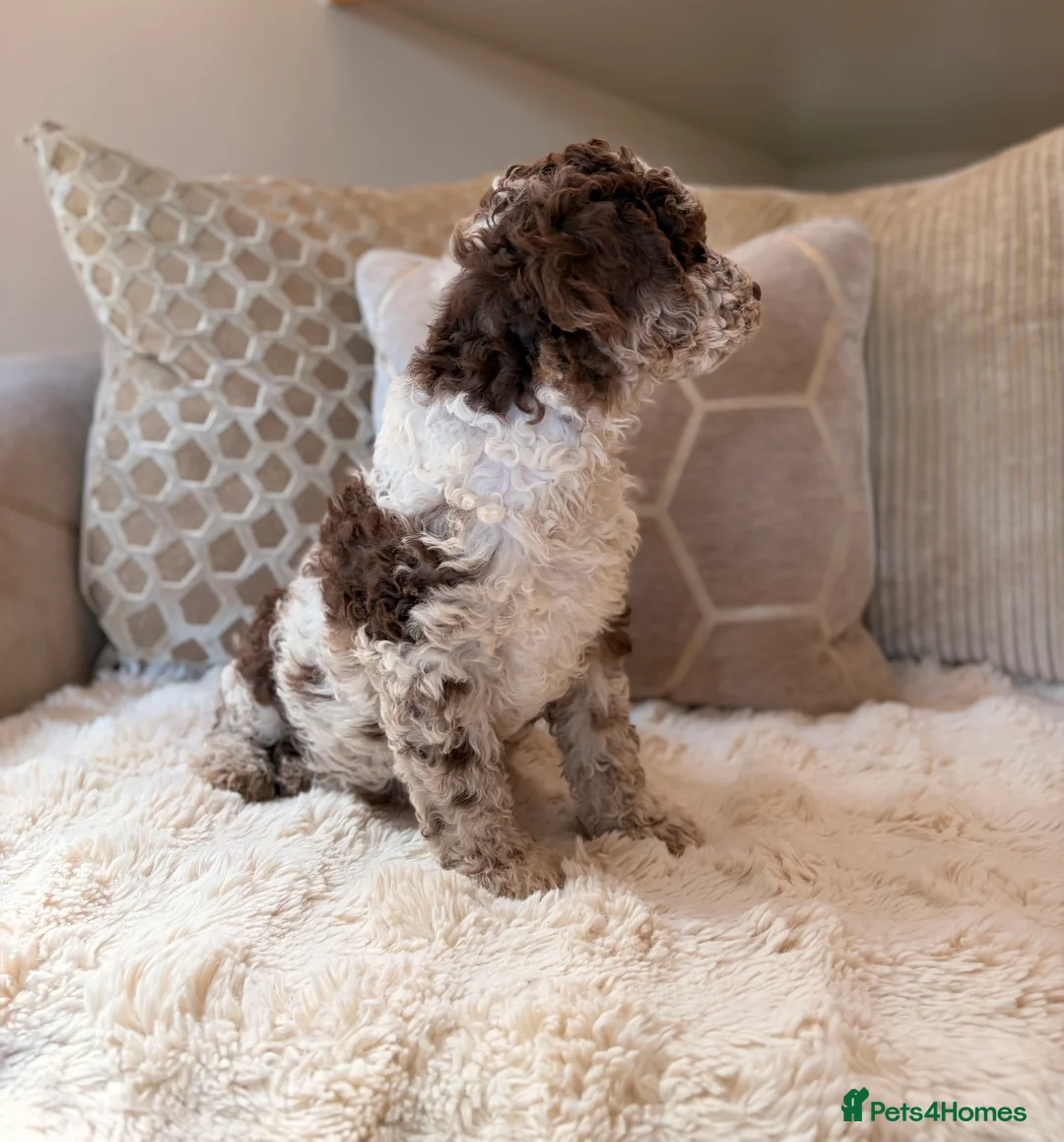 Cockapoo dogs for sale: ** RARE F1B CHOC MERLE & CREAM COCKAPOOS **  - Advert 10