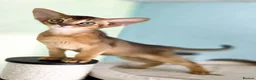 Abyssinian cats for sale: Two Abyssinian Pure bred Kitten female & Male .  in Northampton - Advert 6