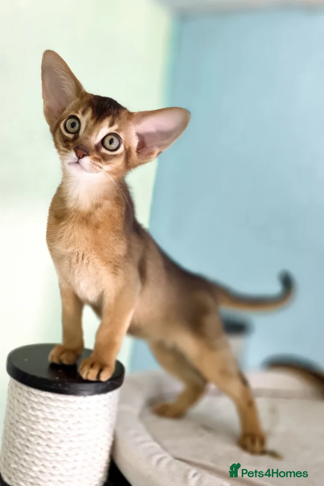 Abyssinian cats for sale: Two Abyssinian Pure bred Kitten female & Male .  in Northampton - Advert 6