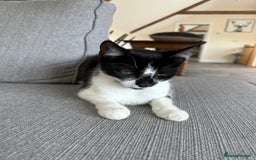 Mixed Breed cats for sale: Mixed breed kittens  - Image 1