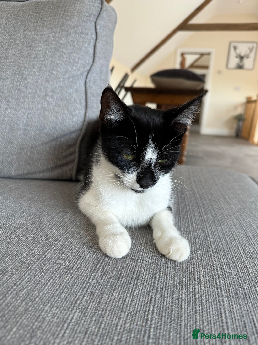 Mixed Breed cats for sale: Mixed breed kittens  - Image 1
