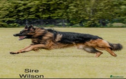 German Shepherd dogs for sale: GERMAN SHEPHERD LONG COATED PUPPIES - Image 10