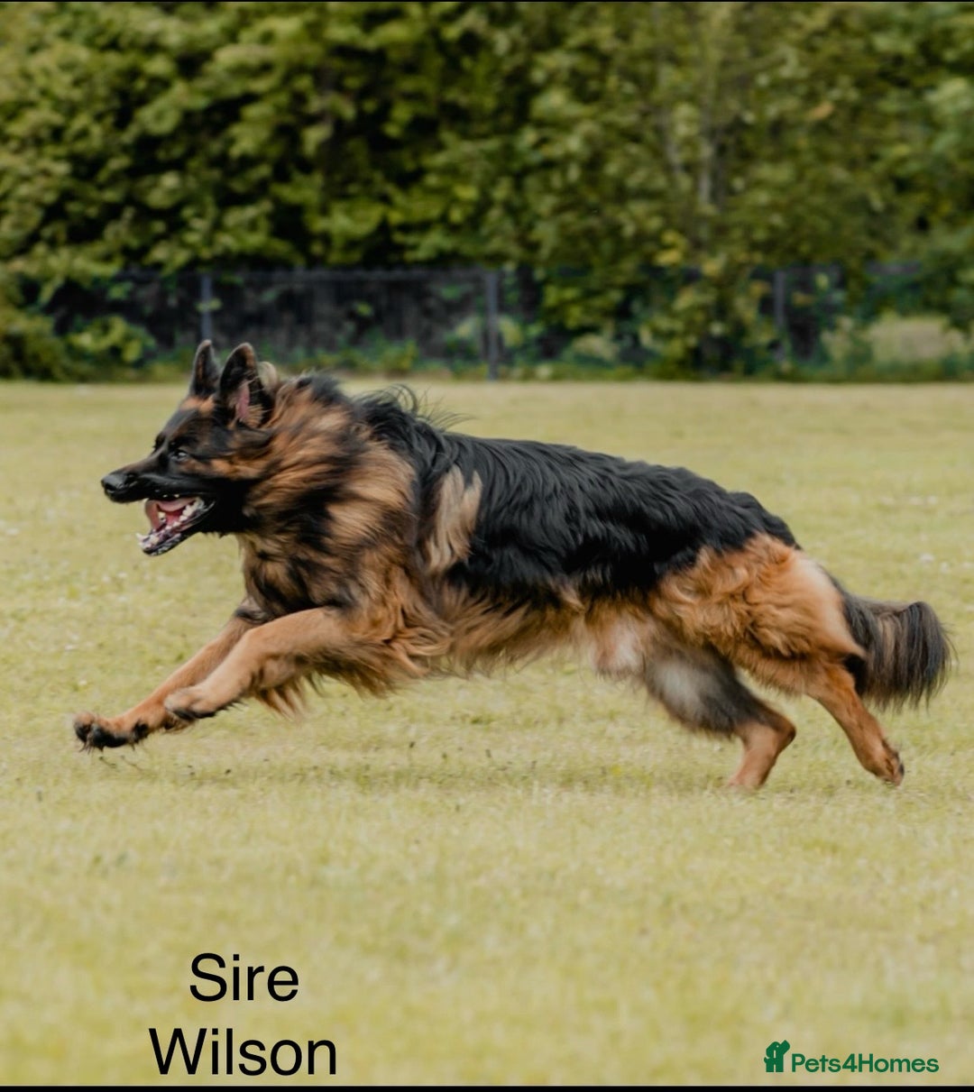 German Shepherd dogs for sale: GERMAN SHEPHERD LONG COATED PUPPIES - Image 10