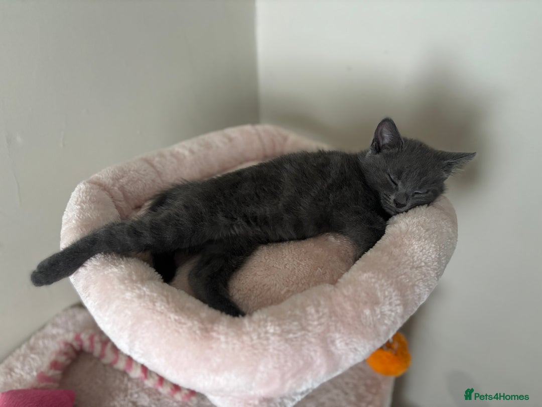 Mixed Breed cats for sale: Female kitten - Image 3