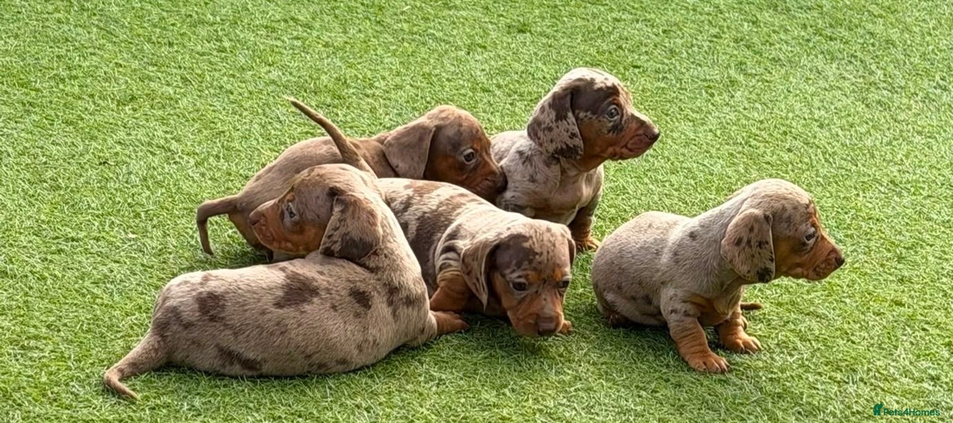 Dachshund dogs Beautiful, loving, Daschound babies - Advert 2
