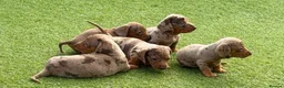 Dachshund dogs for sale: Beautiful, loving, Daschound babies - Advert 1