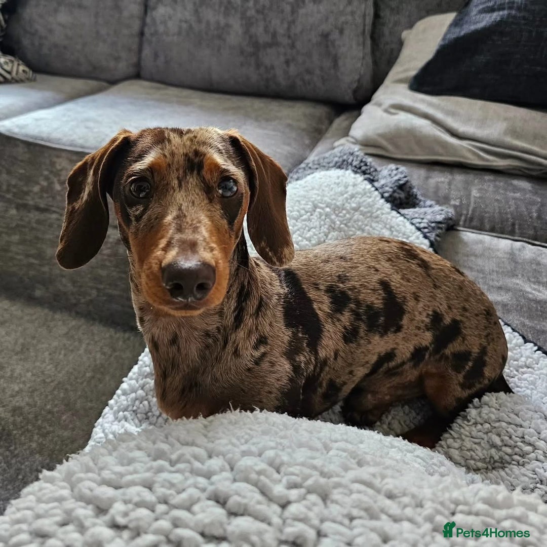 Miniature Dachshund dogs for sale: 2 Minature Dachshund - Image 11