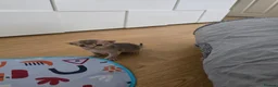 Abyssinian cats for sale: Adorable  Abyssinian  male for sale - Advert 18