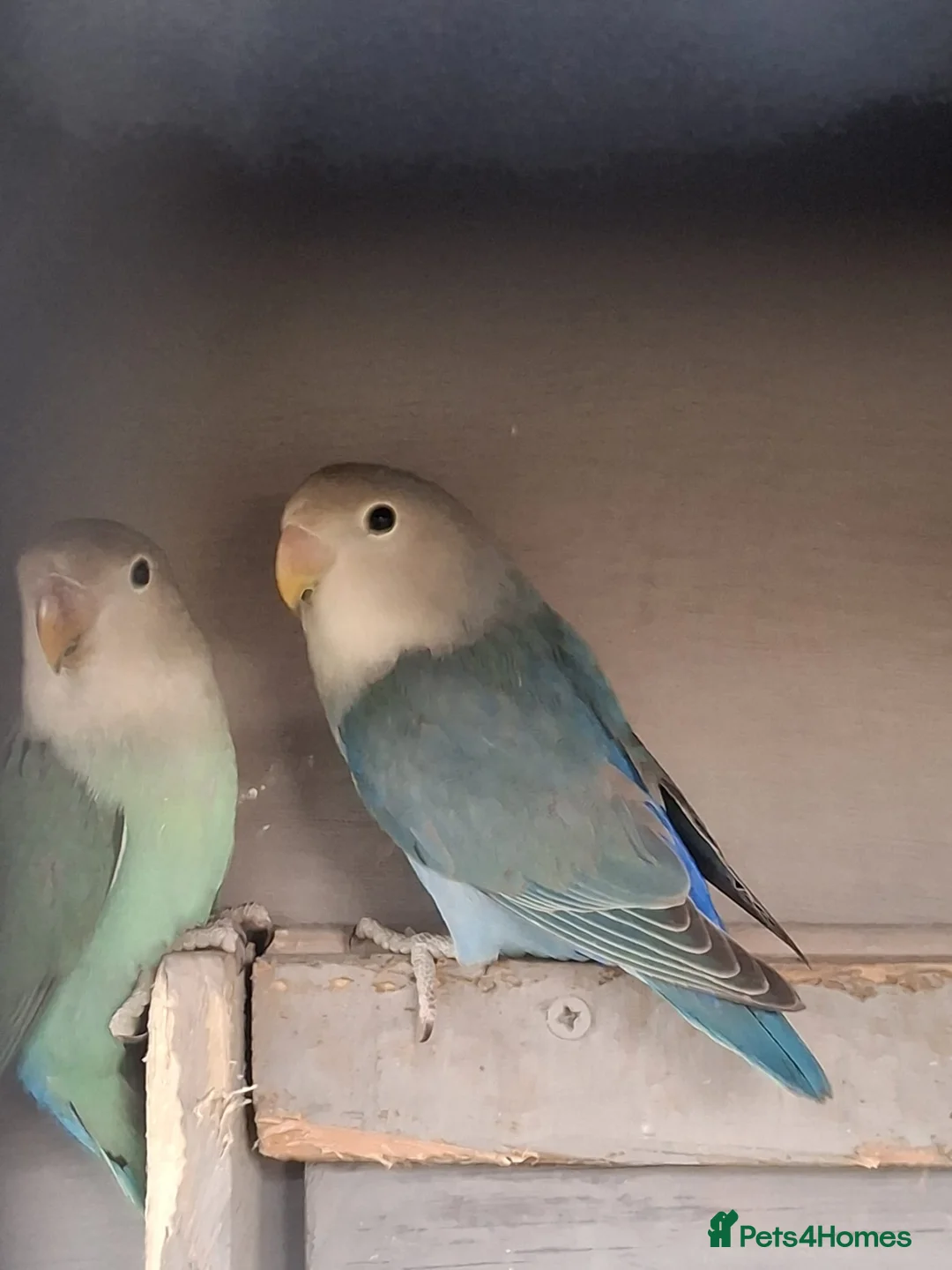 Lovebirds birds for sale: Love birds - Advert 6