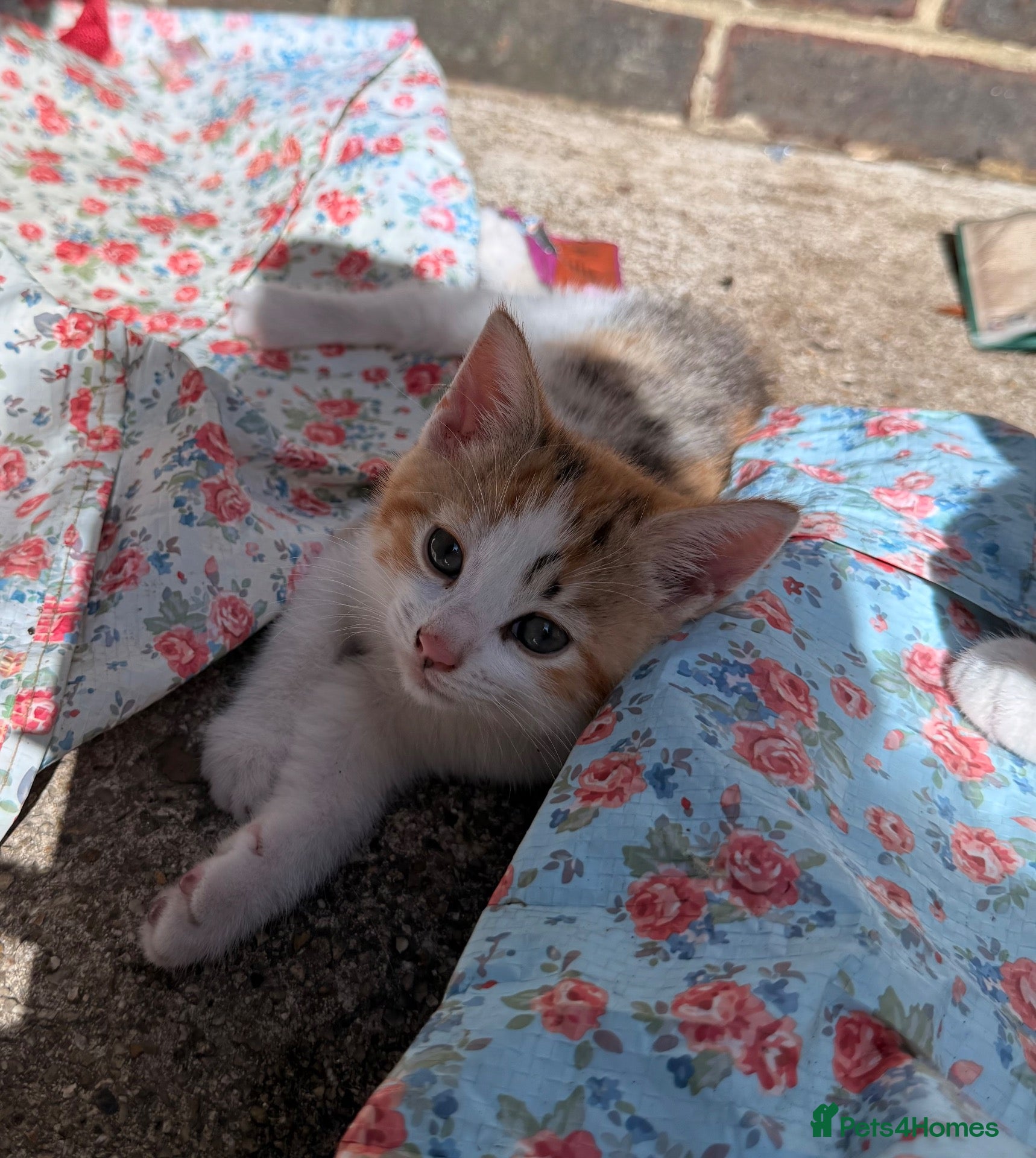 Mixed Breed cats Kittens x - Advert 9