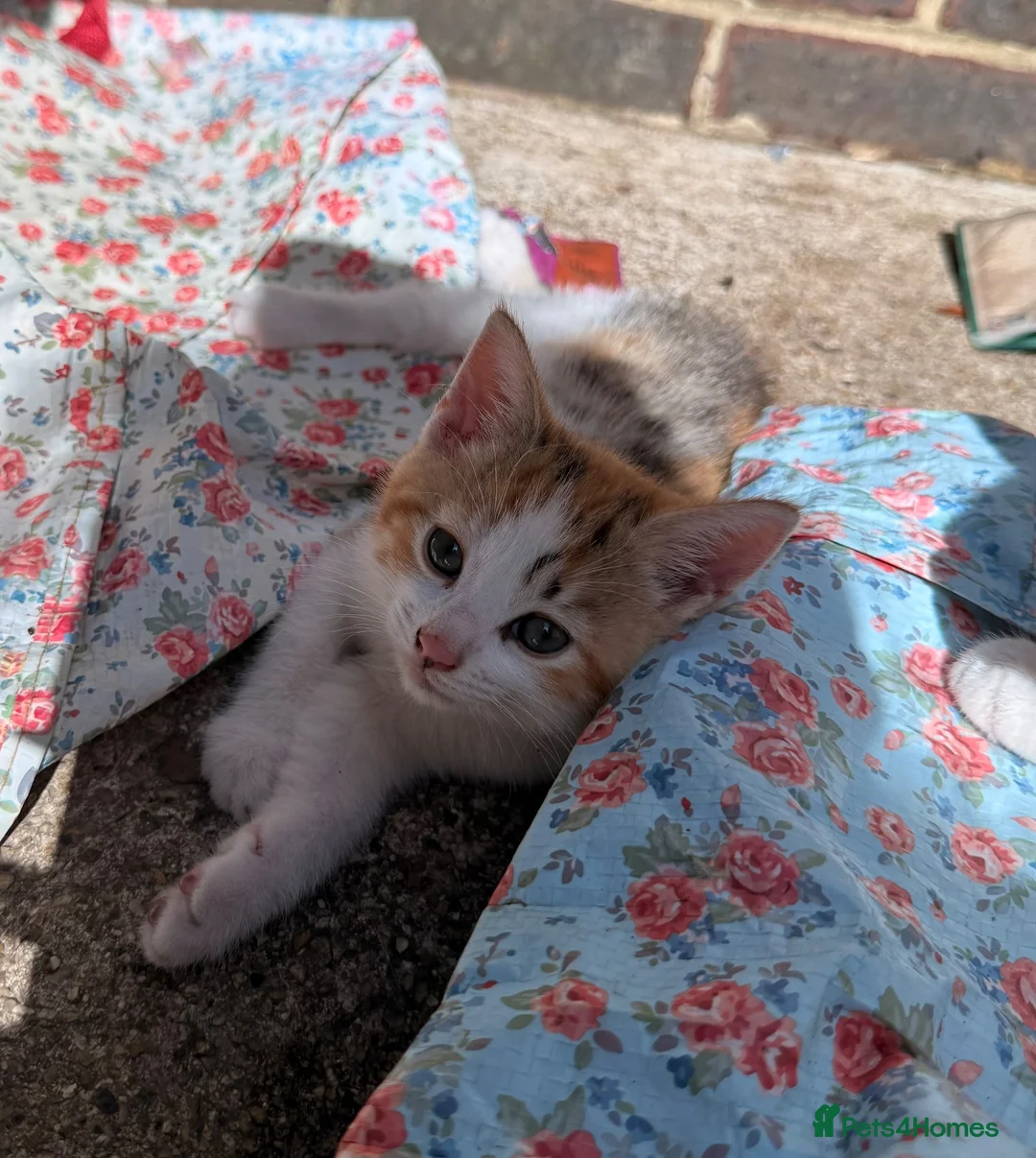 Mixed Breed cats for sale: Kittens x in Bognor Regis - Advert 1
