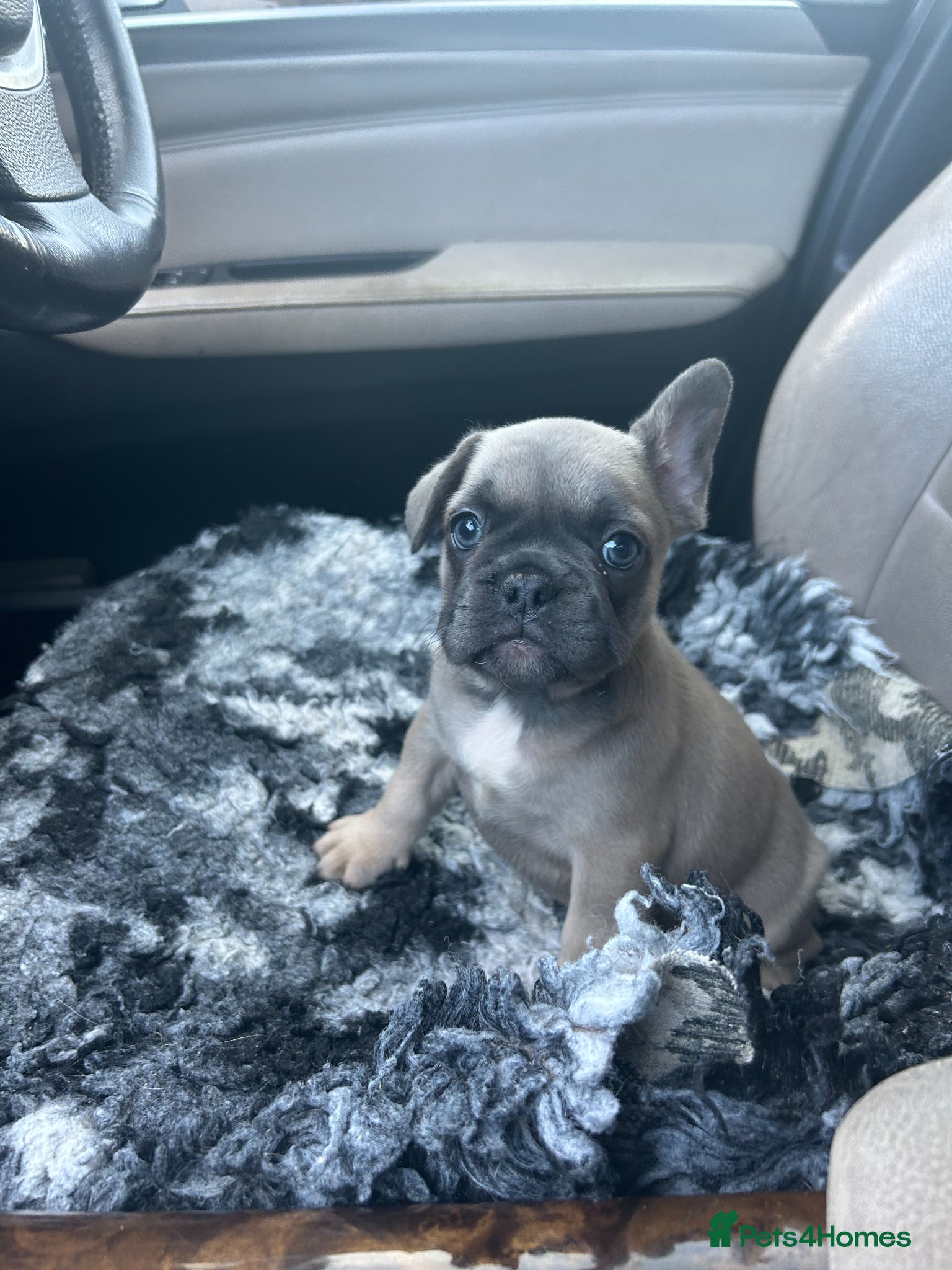 French Bulldog dogs 3 Quality Healthy French bulldog girls available - Advert 23
