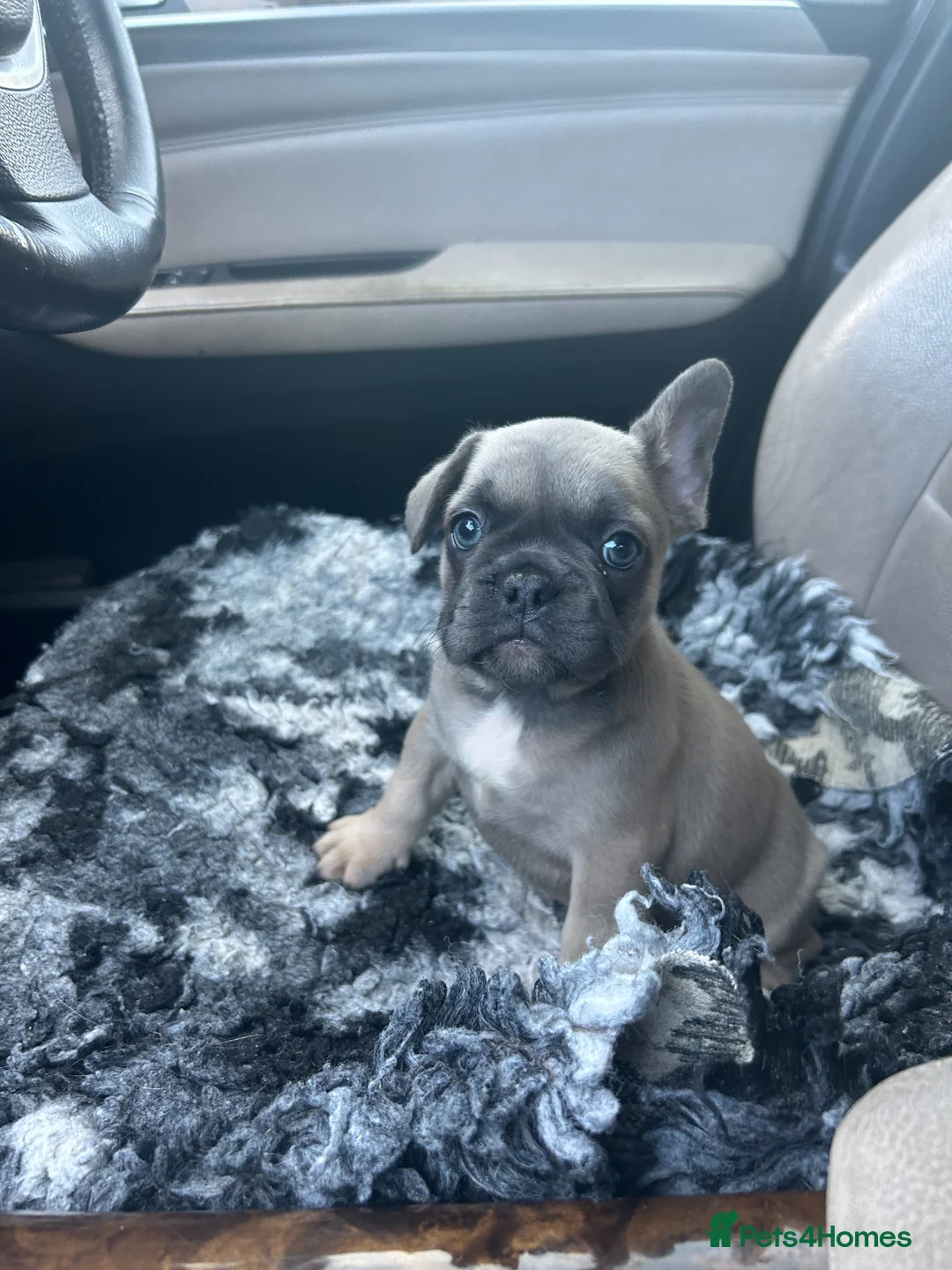 French Bulldog dogs for sale: 3 quality French bulldog girls ready to leave - Advert 1